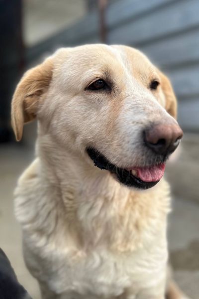 Beige-weiße große Hündin schaut in die Kamera