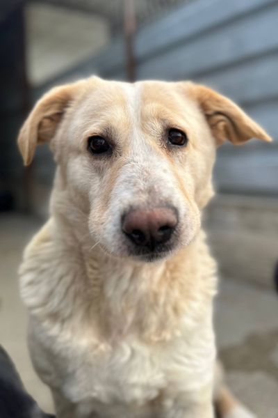 Beige-weiße große Hündin schaut in die Kamera