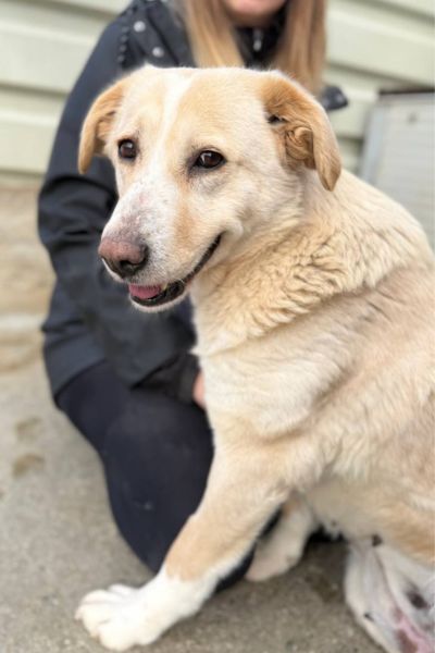 Beige-weiße große Hündin schaut in die Kamera