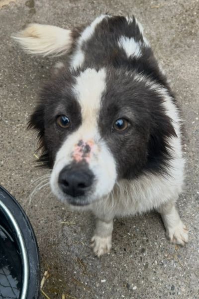 Braun weiße Hündin schaut in die Kamera