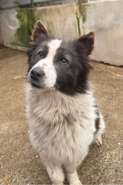 Braun weiße Hündin schaut in die Kamera