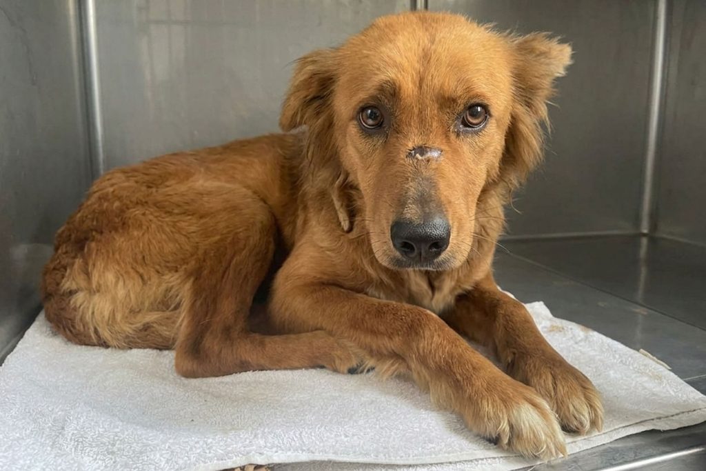 Pinja schaut sehnsüchtig in die Kamera