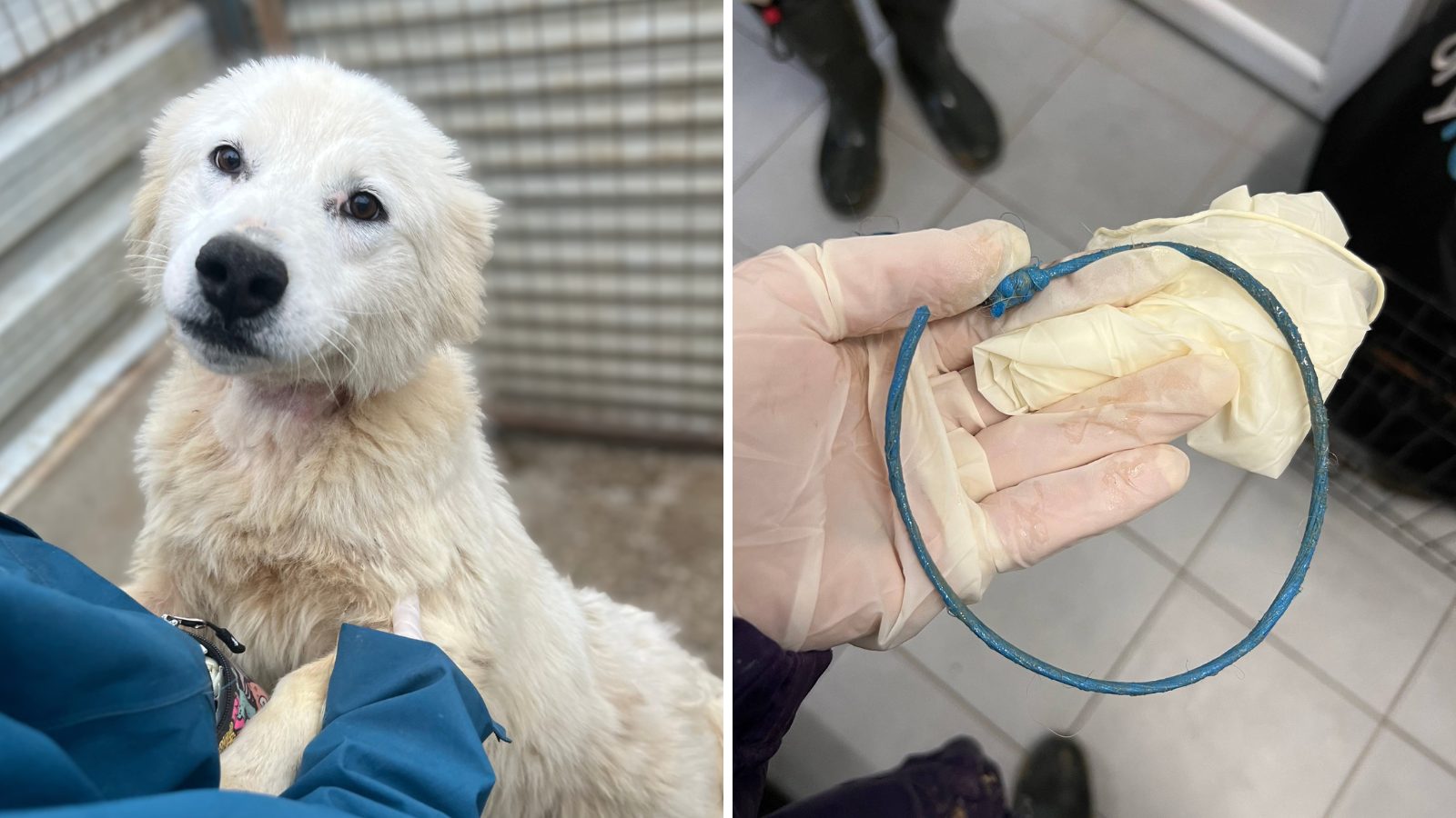 Weißer Hund auf der linken Seite des Bildes, auf der rechten Seite hält eine Person ein blaues Seil in ihrer Hand. Sie trägt medizinische Handschuhe.