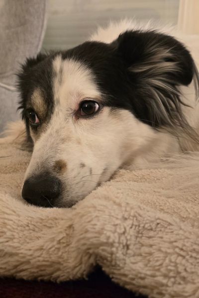 Hündin Holly hat den Kopf auf einer Decke abgelegt.