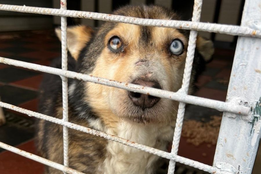 Rüde Arthur schaut in die Kamera, während er noch in der Tötungsstation sitzt.