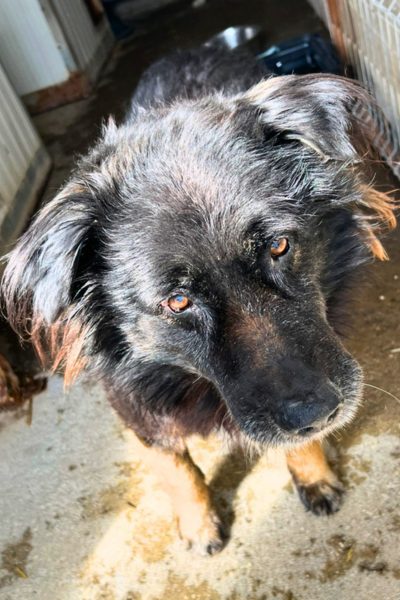 Bodhi steht im Zwinger und schaut in die Kamera.