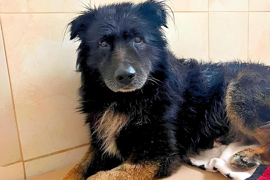 Senior Rüde Bodhi liegt auf dem Boden und schaut in Kamera.