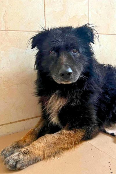 Senior Rüde Bodhi liegt auf dem Boden und schaut in Kamera.