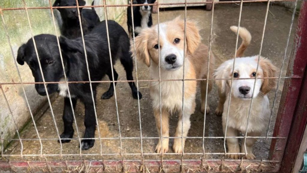 Welpen stehen hinter Gittern und schauen in die Kamera