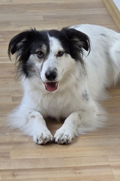 Hündin Holly liegt und schaut in die Kamera.