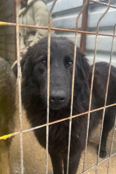 Hündin Julie steht am Gitter ihres Kennels.