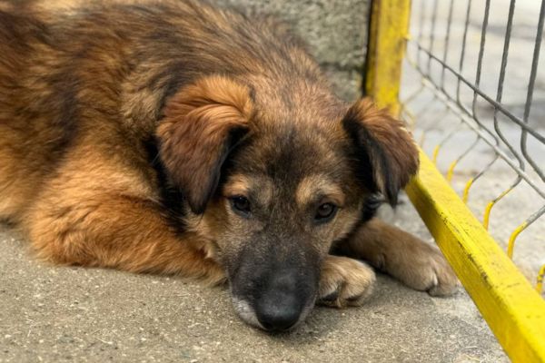 Paul liegt in seinem Zwinger.
