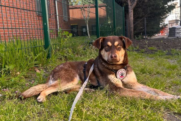 Toula liegt und schaut neugierig in die Kamera.