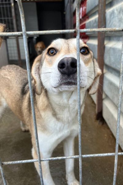Hündin Aika schaut neugierig durchs Gitter.