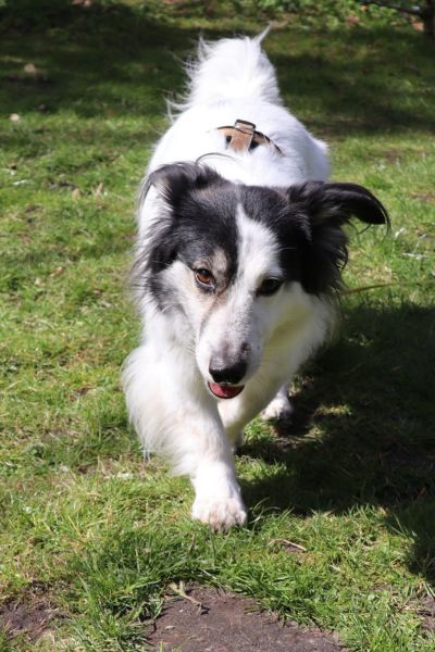 Holly läuft durchs Gras auf die Kamera zu.