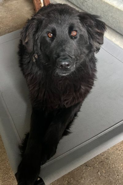 Hündin Julie schaut nach oben in die Kamera.