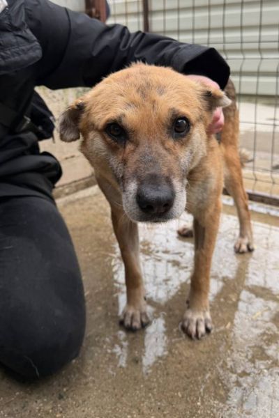 Hündin Wanja wird gestreichelt.