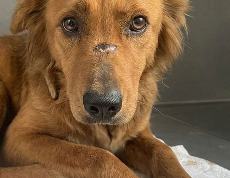 Pinja schaut sehnsüchtig in die Kamera