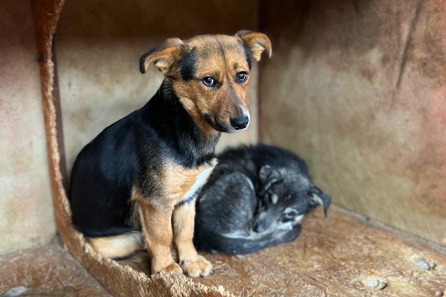 Brauner sitzender Hund in Tötungsstation neben zusammengerollten kranken Hund