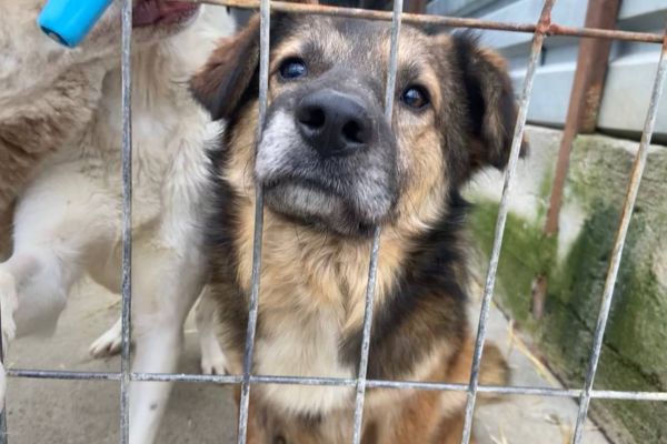 Rüde Paul streckt neugierig seine Nase durchs Gitter.