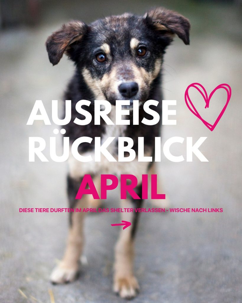 Ausreise-Rueckblick-April-01-2026-Hunderettung-Europa