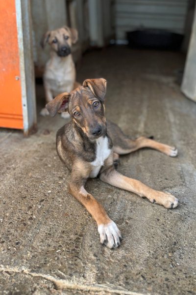 Hund mit schwarz-braunem Fell schaut in die Kamera.