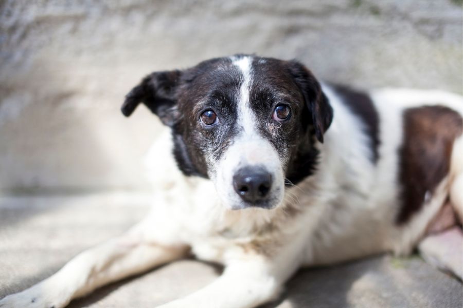Eine Nahaufnahme des schwarz-weißen Hundeopis Banjo