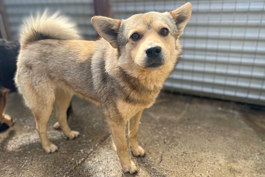 Beiger Hund steht im Tierheimzwinger