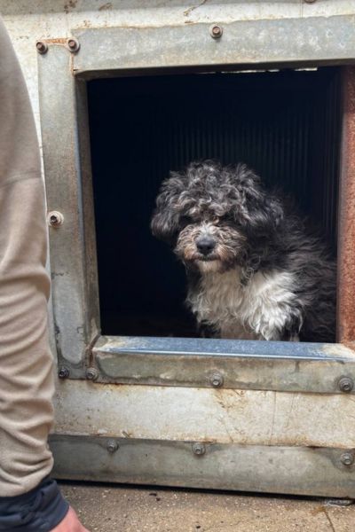 Rüde sitzt in einer Hundehütte.