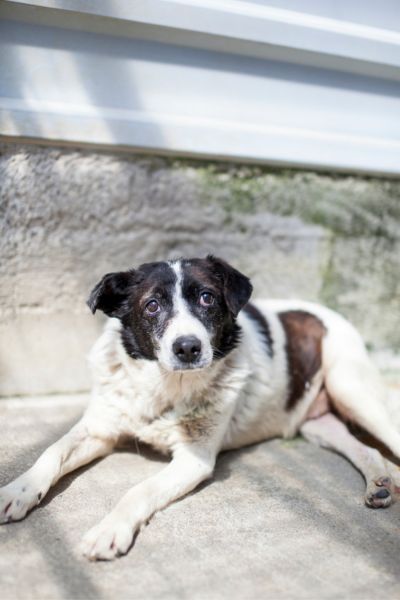 Hundeopi Banjo liegt auf dem Boden und schaut in die Kamera