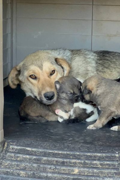 Tötungsstation-in-Rumänien-Hunde-Patenschaft-Hunderettung-Europa1