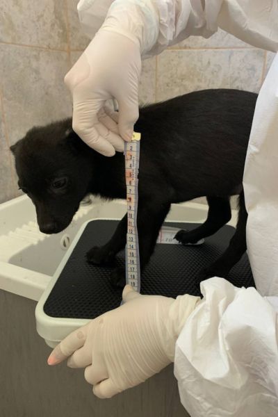 Schwarzer Welpe Annabeth steht im Tierheim auf einer Waage und wird vermessen
