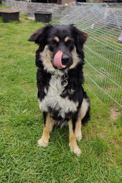 Rüde Batman schleckt sich die Schnauze