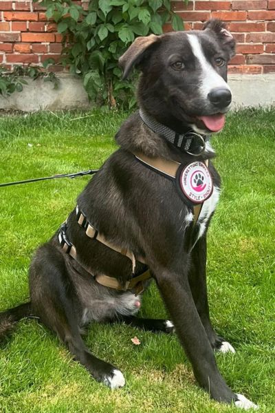 Dunkler Hund sitzt auf grünem Gras und schaut neugierig in die Kamera.