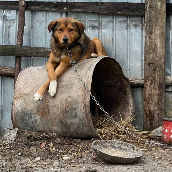 Hund an einer Kette und liegt auf einer Tonne und schaut in die Kamera.