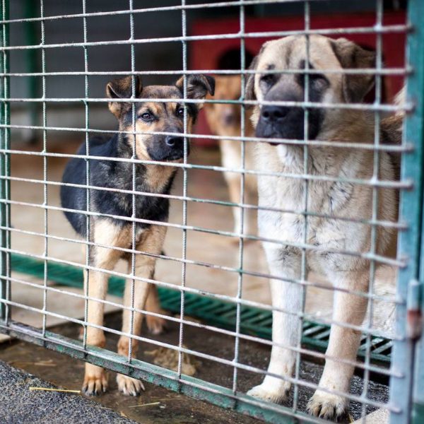 Zwei Hunde hinter Gittern und schauen in die Kamera