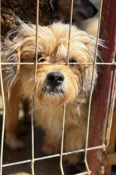 kleiner brauner Hund steckt seine Schnauze durchs Gitter