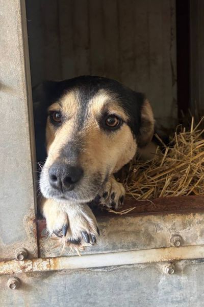 Hündin liegt in Häuschen und steckt die Schnauze aus der Öffnung