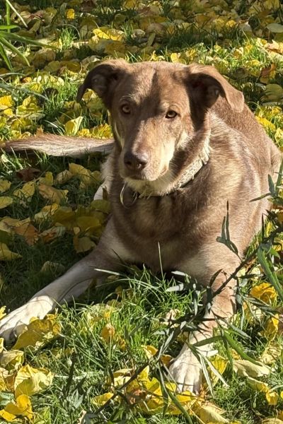 Hündin Alaska liegt im Gras.