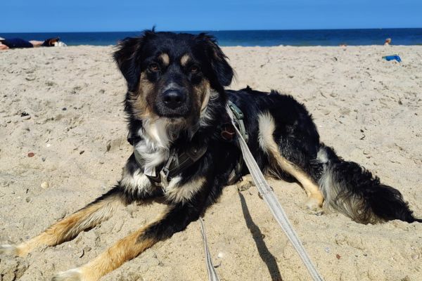 Rüde Batman liegt am Strand und schaut aufmerksam.