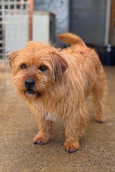 Brauner kleiner Hund schaut in die Kamera
