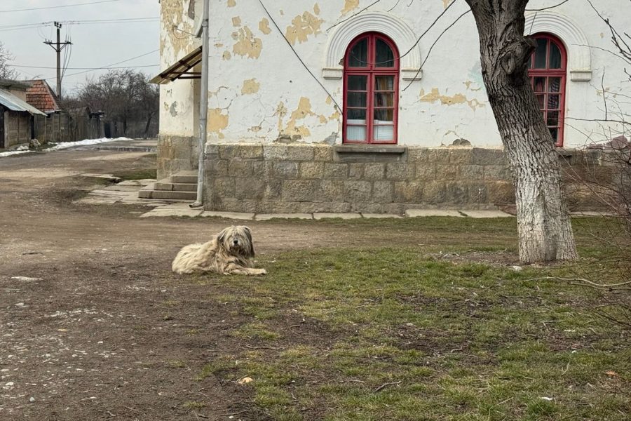 Hund liegt alleine auf einer Straße.