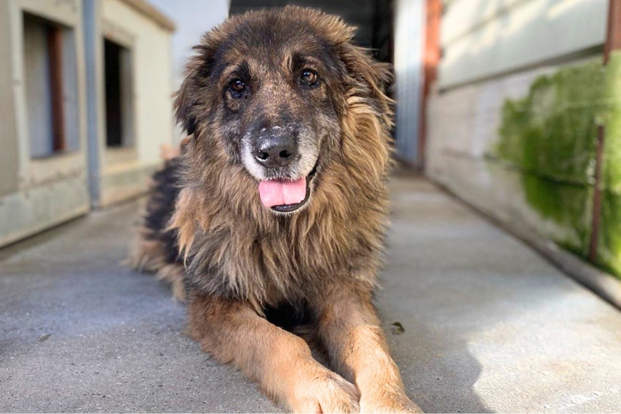 Brauner Hund liegt in seinem Zwinger und schaut in die Kamera.