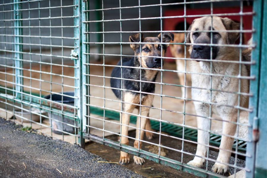 Zwei Hunde hinter Gittern und schauen in die Kamera