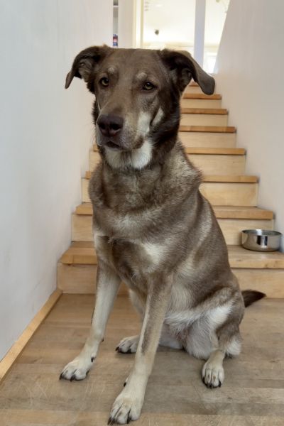 Alaska sitzt und schaut zur Seite.