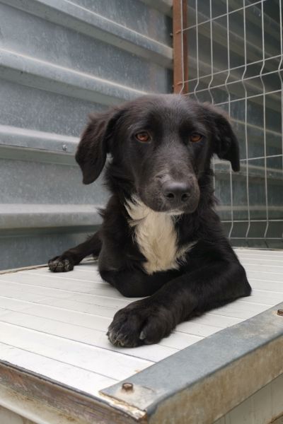 Hanni liegt im Tierheim und schaut aufmerksam in die Kamera.