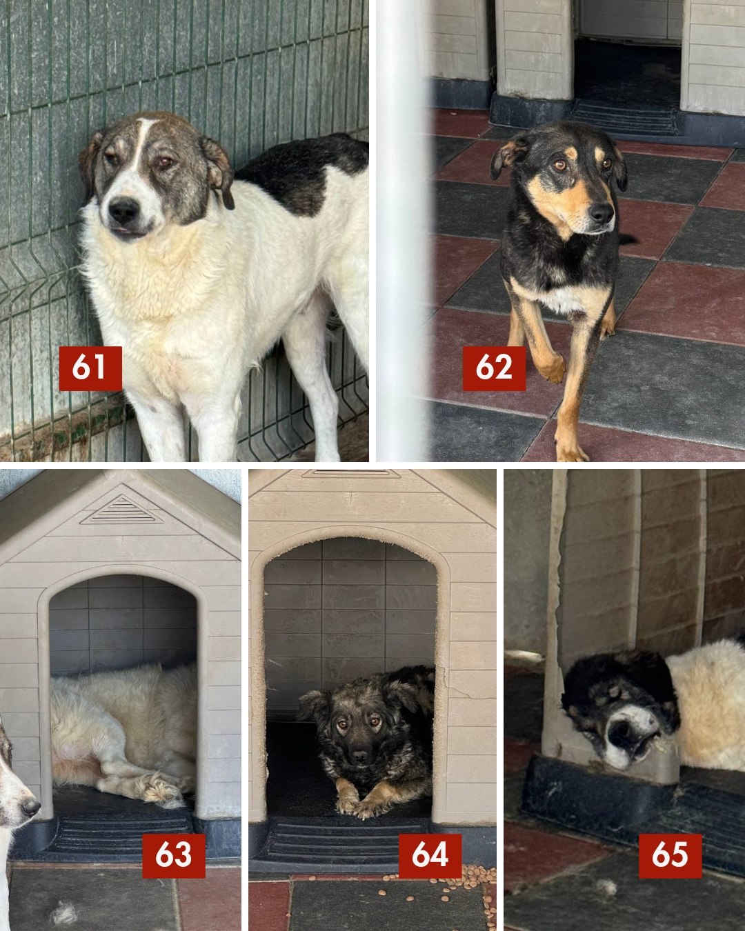 65-Hunde-retten-aus-Toetungsstation-Hunderettung-Europa1