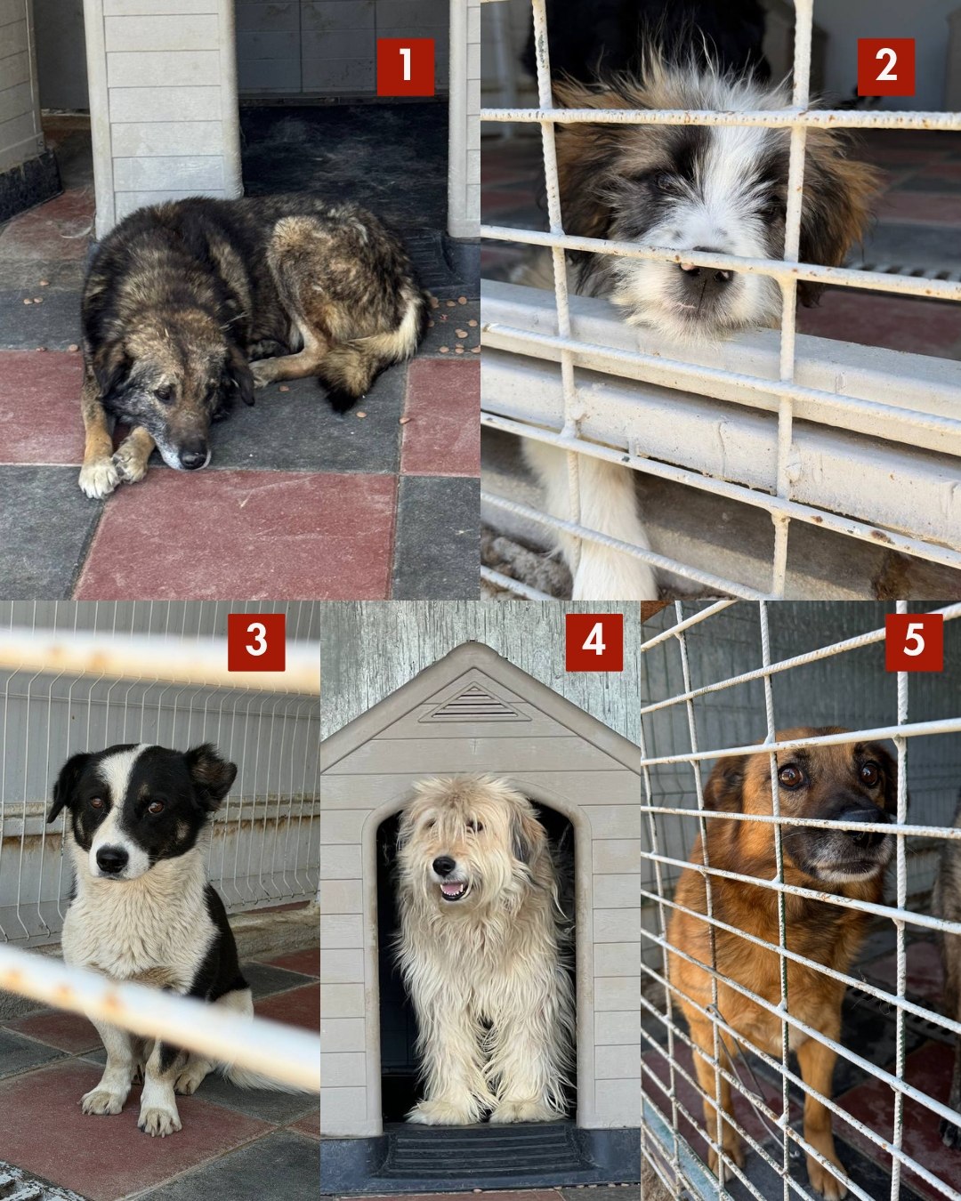 65-Hunde-retten-aus-Toetungsstation-Hunderettung-Europa10