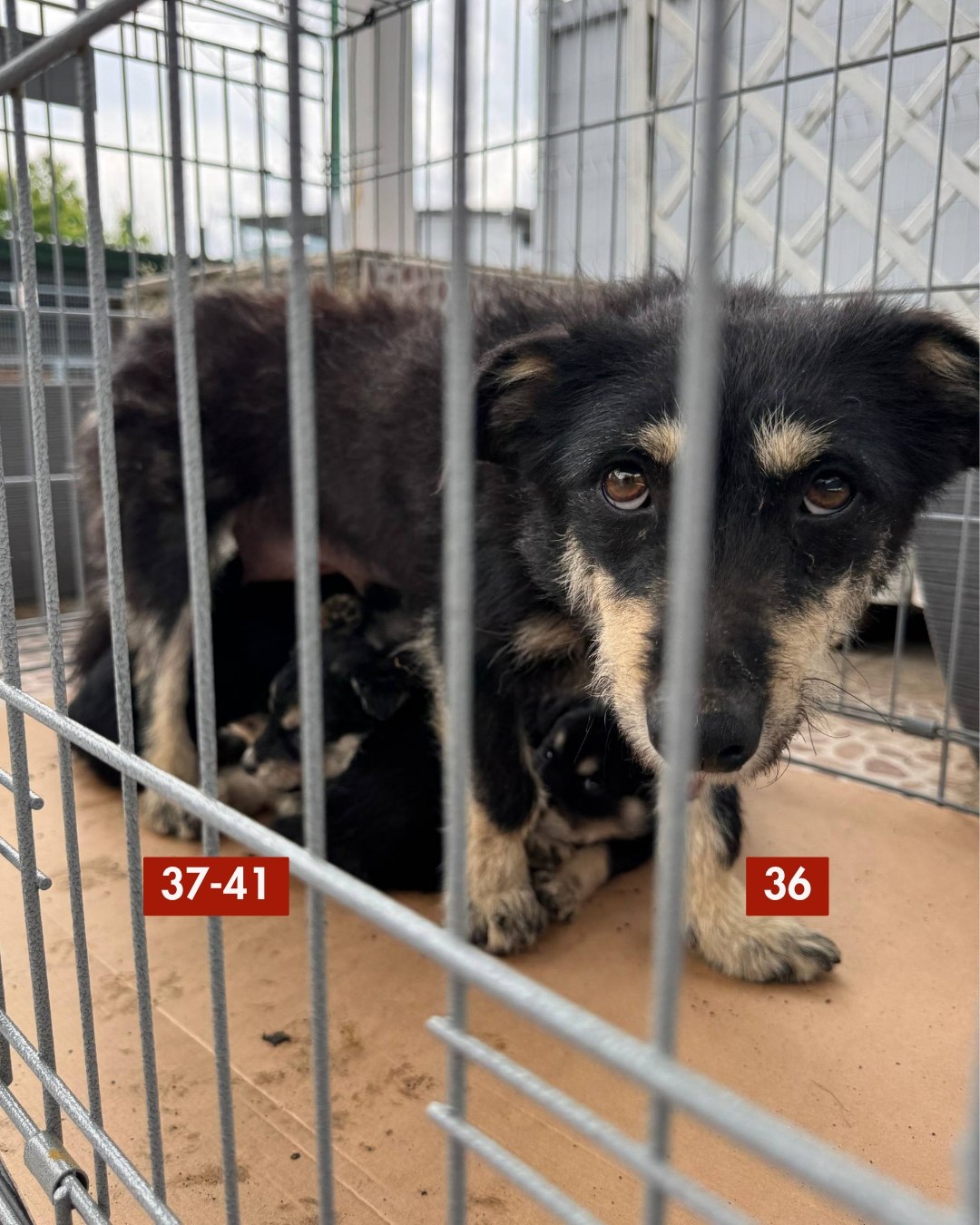 65-Hunde-retten-aus-Toetungsstation-Hunderettung-Europa11