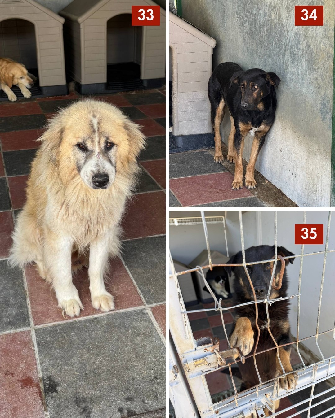 65-Hunde-retten-aus-Toetungsstation-Hunderettung-Europa12